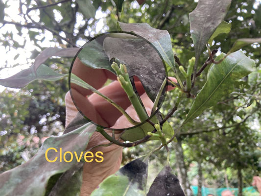 cloves